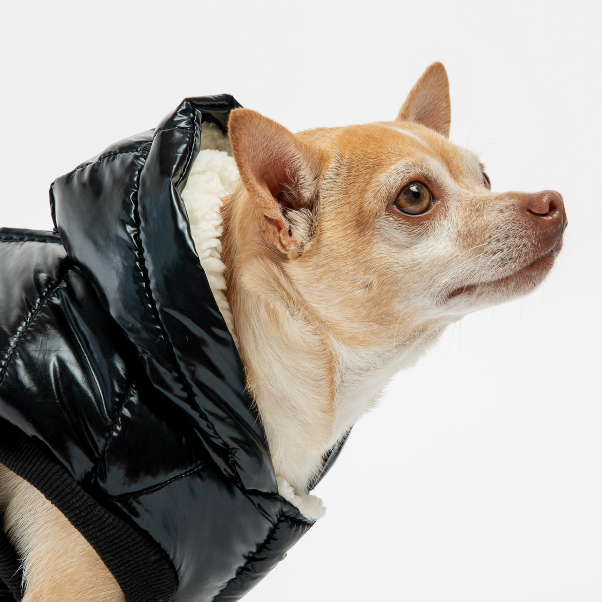 Emma Dog Jacket - Black