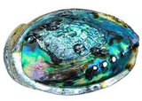 Abalone shell ash tray and combo