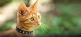 Athens Cat Collars