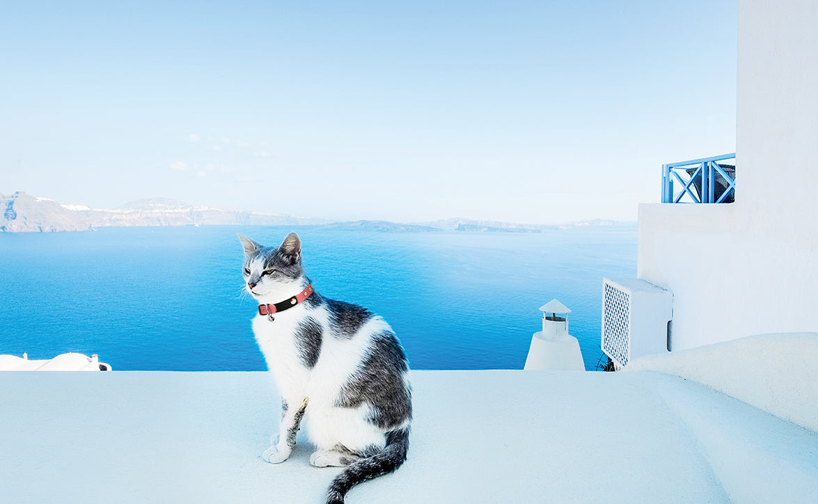 Athens Cat Collars