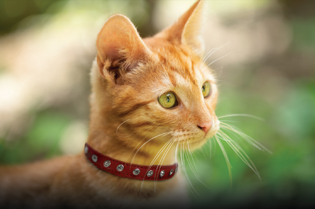 Athens Cat Collars