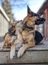 Amsterdam spiked collars