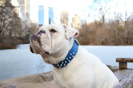 Amsterdam spiked collars