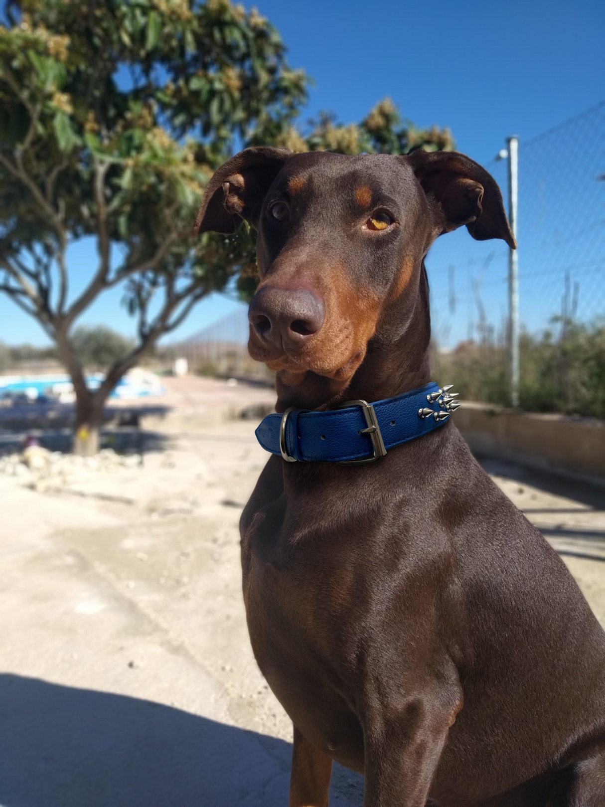 Amsterdam spiked collars