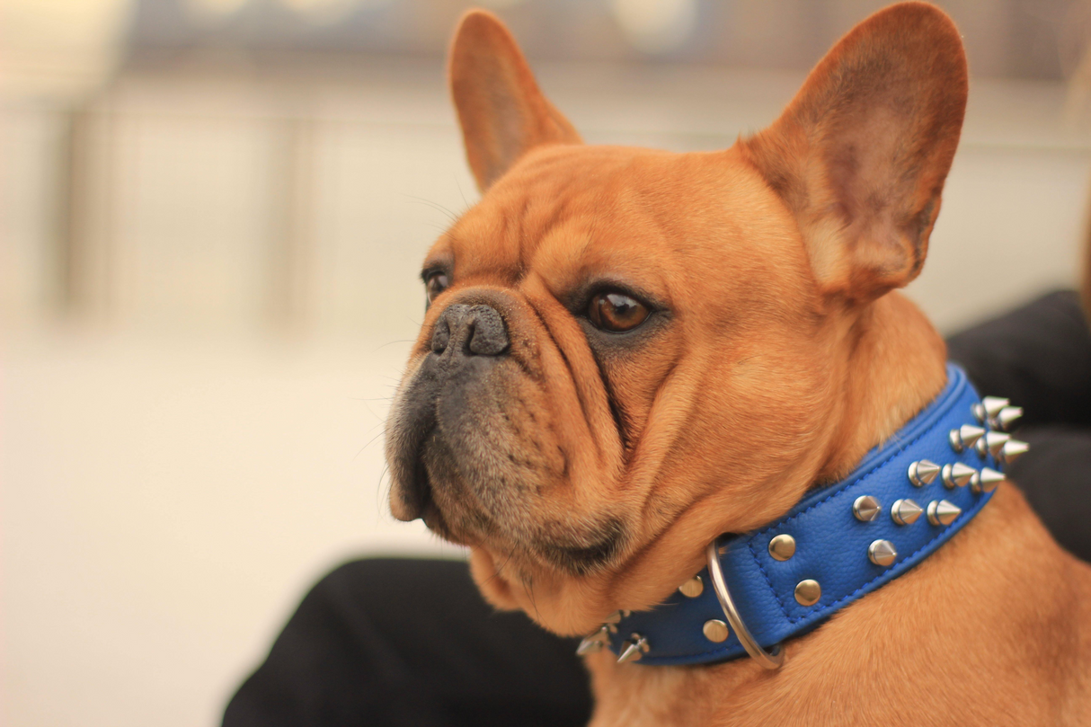 Amsterdam spiked collars