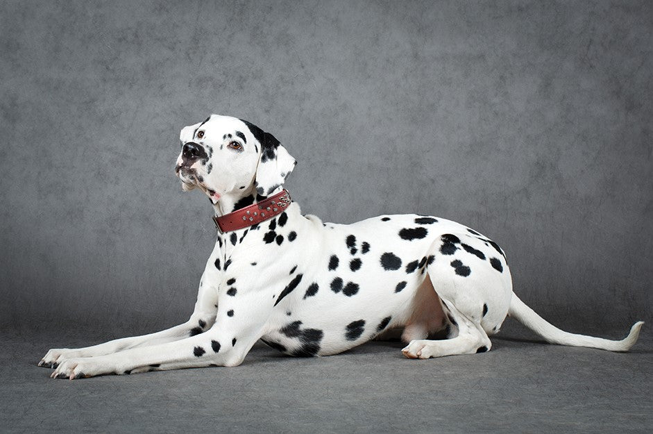 Amsterdam spiked collars