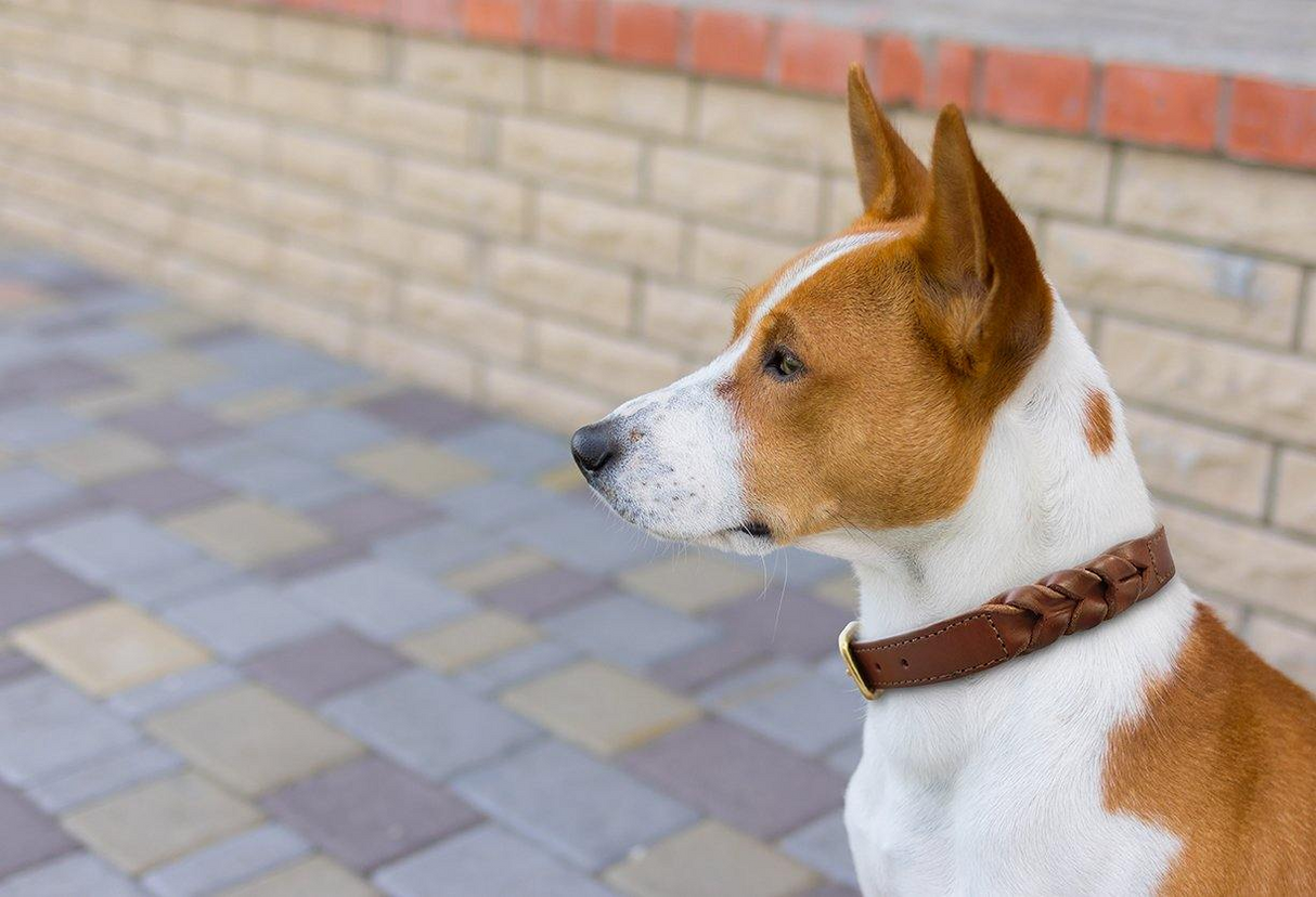 Braided Collar