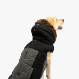 Bailey Dog Jacket - Black