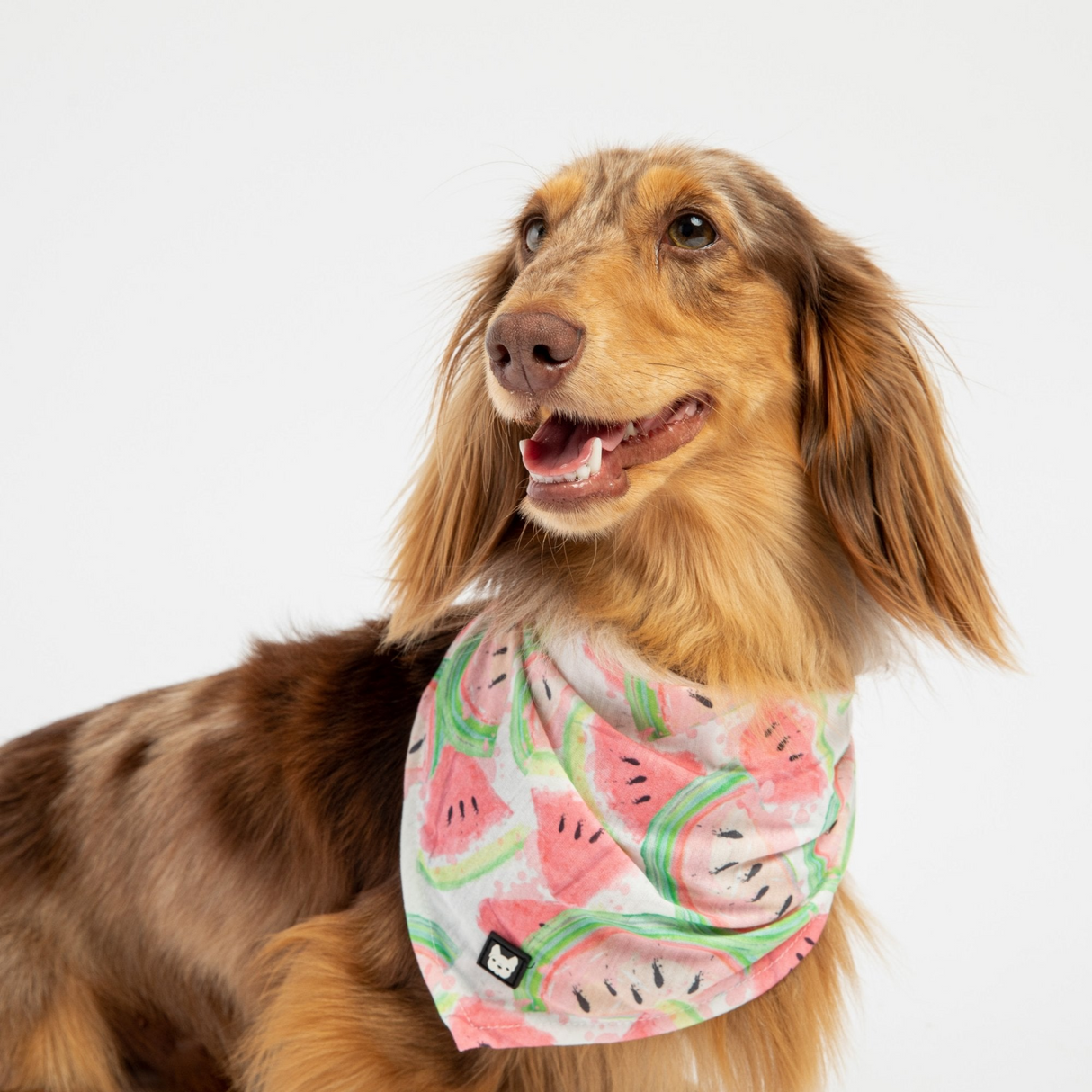 Dog Bandana - Watermelon