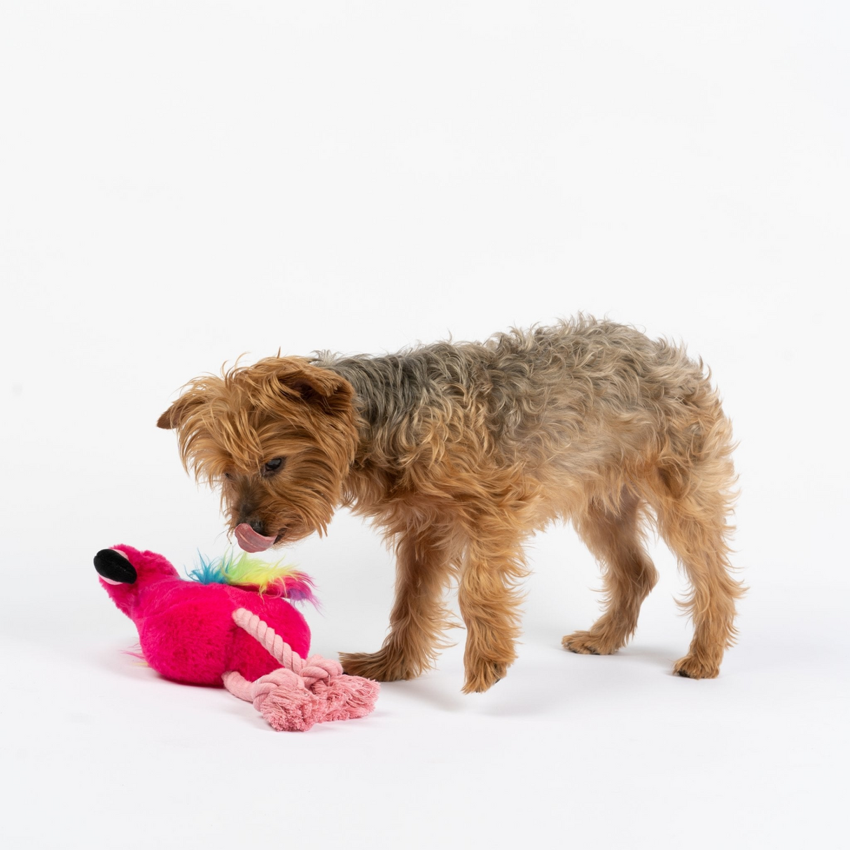 Flamingo Dog Toy