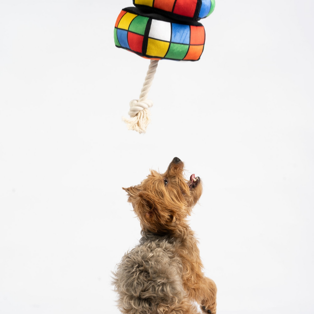 Robix Cube Dog Toy