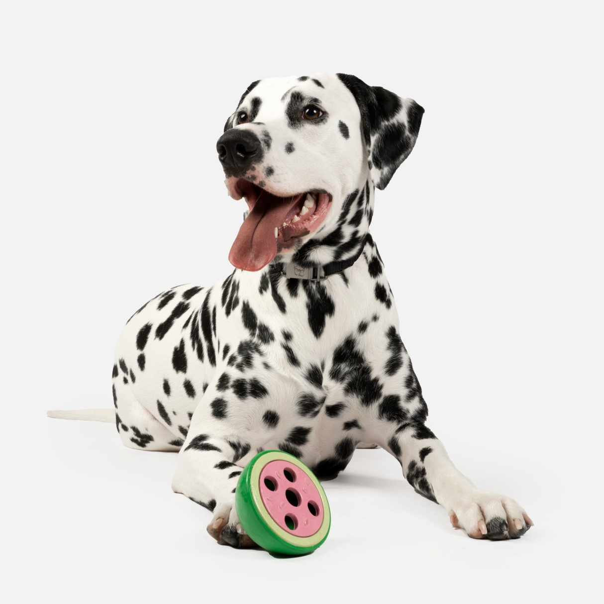 Watermelon Dog Toy